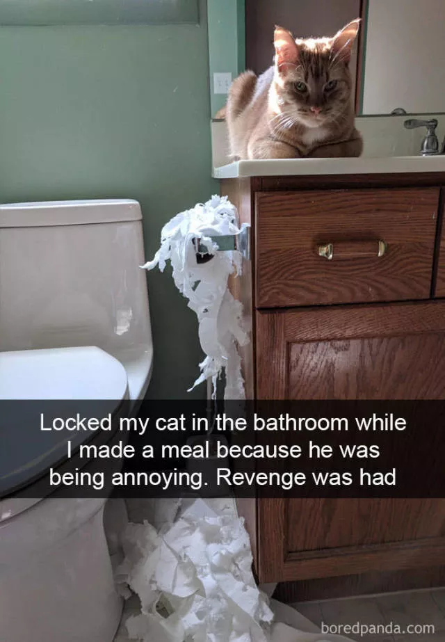 Snapchat for cats - #4 