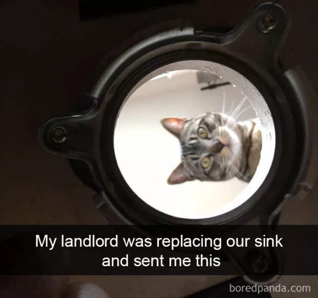 Snapchat for cats