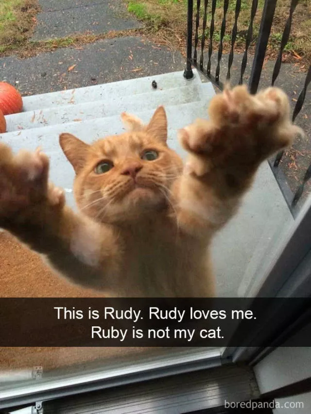 Snapchat pour les chats - #5 