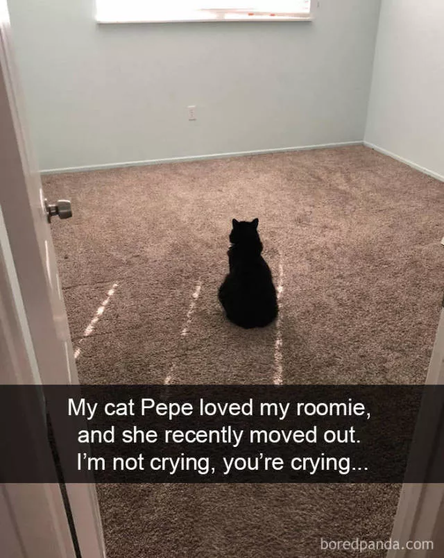 Snapchat pour les chats - #7 