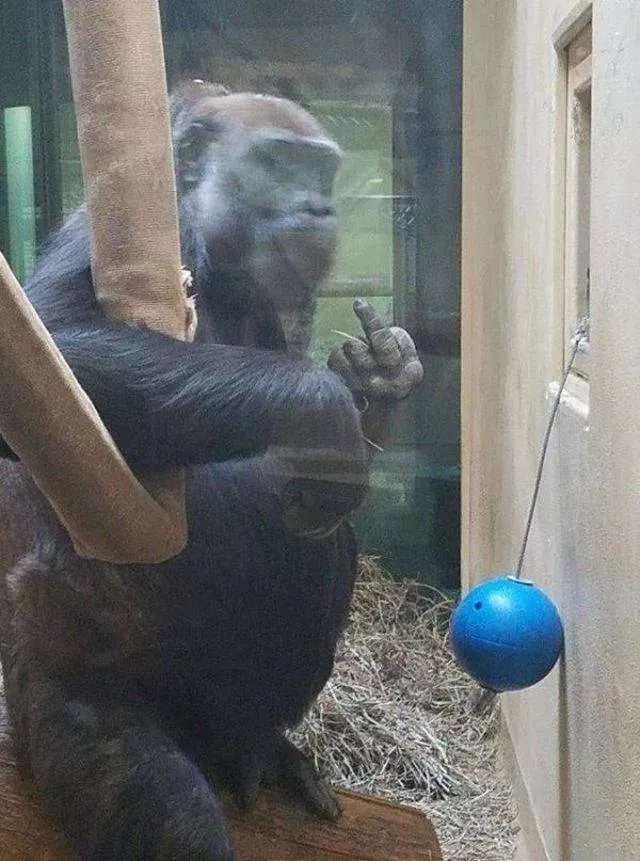 Les animals les plus cools au monde - #1 