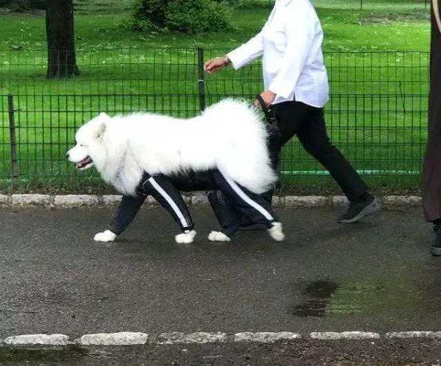 Les animals les plus cools au monde - #14 