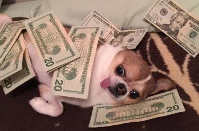Les animals les plus cools au monde - #15 
