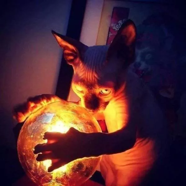 Les animals les plus cools au monde - #16 