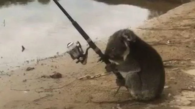 Les animals les plus cools au monde - #19 