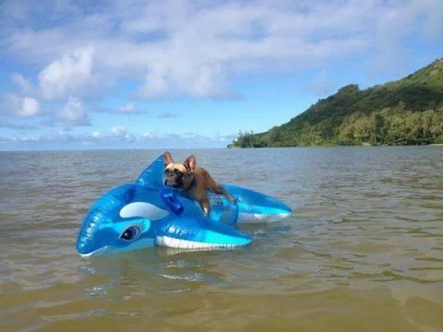 Les animals les plus cools au monde - #21 