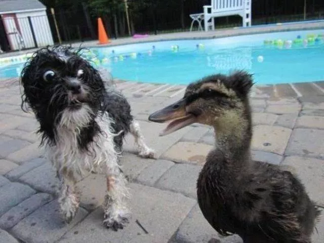 Les animals les plus cools au monde - #24 