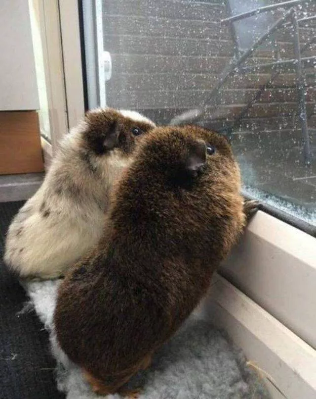 Les animals les plus cools au monde - #35 