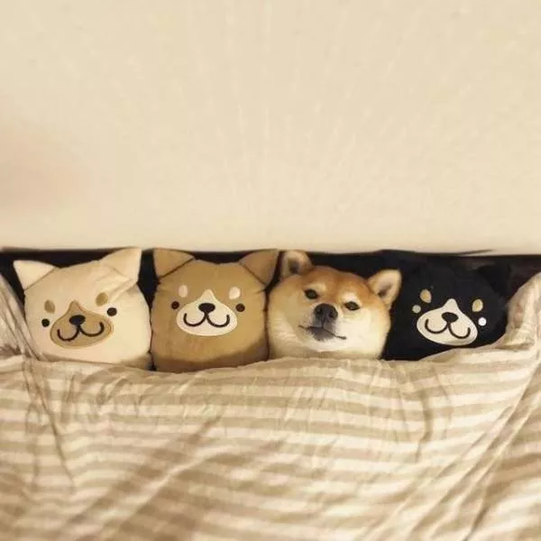 Les animals les plus cools au monde - #36 