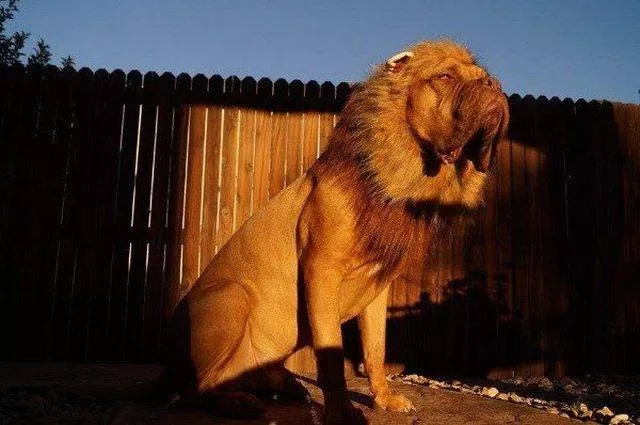 Les animals les plus cools au monde - #38 