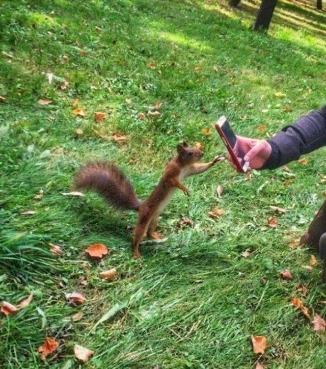 Les animals les plus cools au monde - #40 