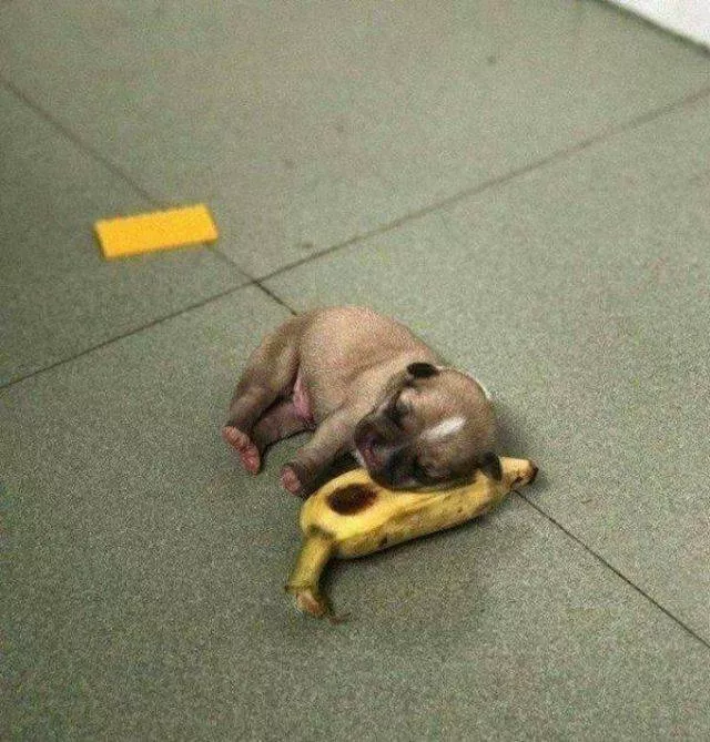Les animals les plus cools au monde - #42 