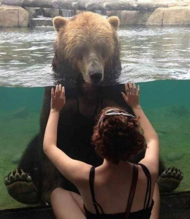 Les animals les plus cools au monde