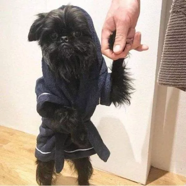 Les animals les plus cools au monde - #48 