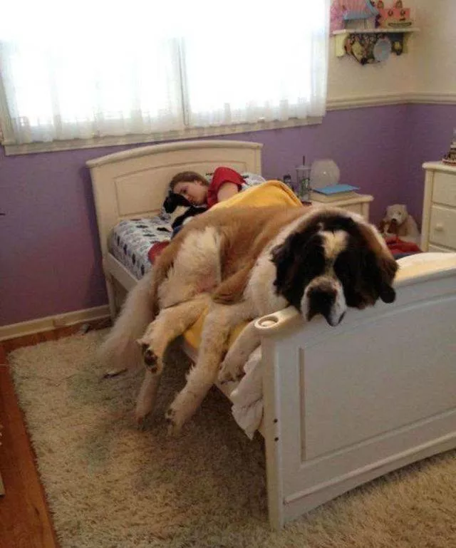 Les animals les plus cools au monde - #51 