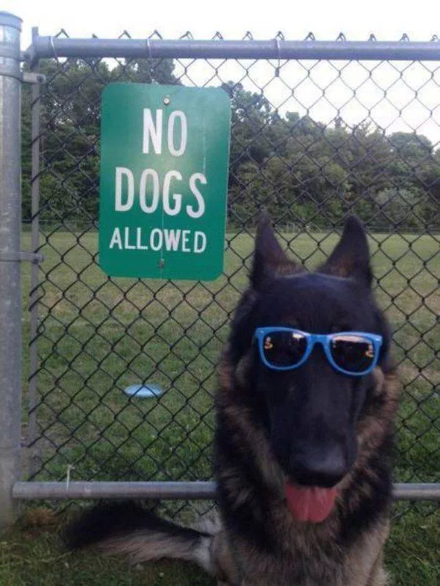 Les animals les plus cools au monde - #55 