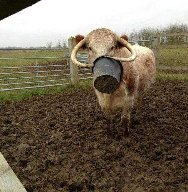 Les animals les plus cools au monde - #8 