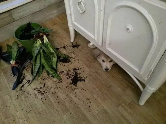 Picdump 464 - #60 