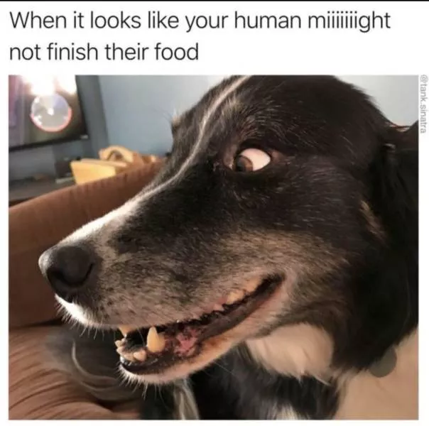 Funny memes - #40 