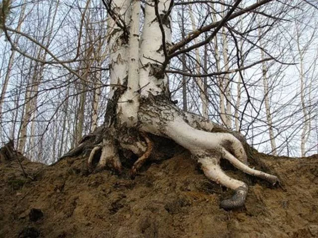 Des photos impressionnant de la nature - #11 