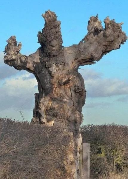 Des photos impressionnant de la nature - #18 
