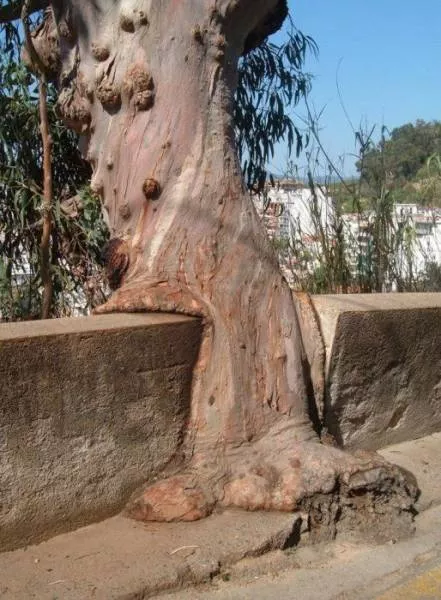 Des photos impressionnant de la nature - #20 