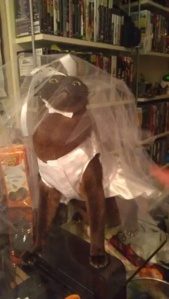 Des moments fort qui peuvent marquer un mariage - #48 