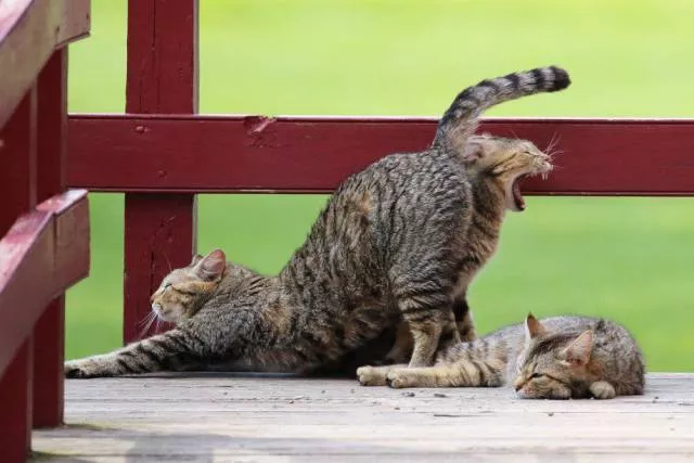 Picdump 81
