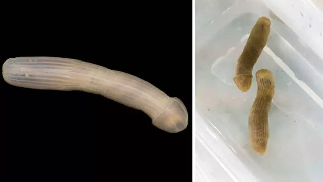 Hidden treasures of the seabed