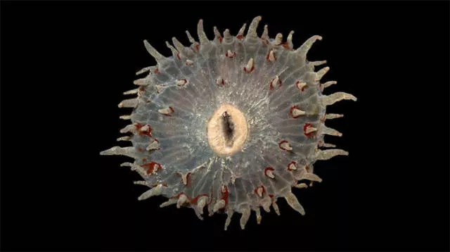 Hidden treasures of the seabed - #10 