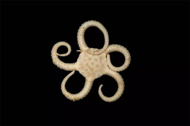 Hidden treasures of the seabed - #11 