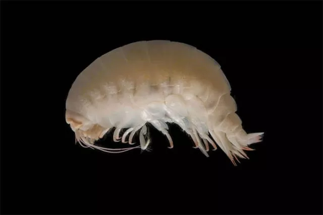 Hidden treasures of the seabed - #14 