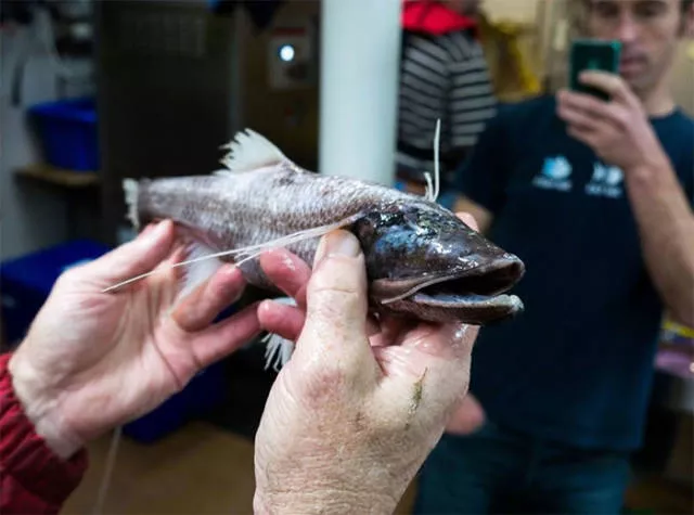 Hidden treasures of the seabed - #15 