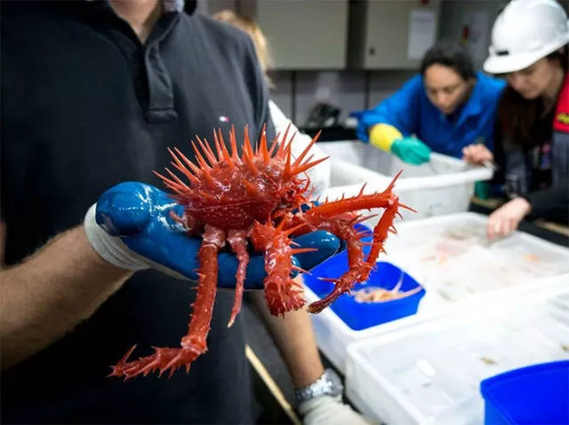 Hidden treasures of the seabed - #3 