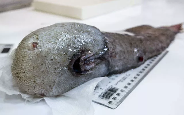 Hidden treasures of the seabed - #6 