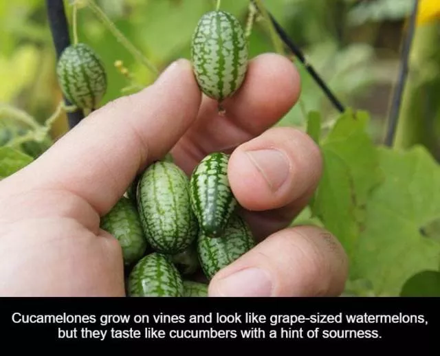 Alimentez votre curiosite naturelle - #11 