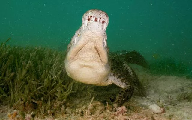 Les plus belles photos du monde - #53 