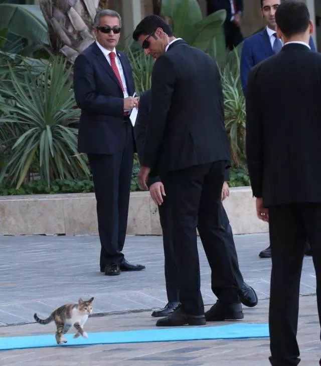 Picdump 478 - #6 