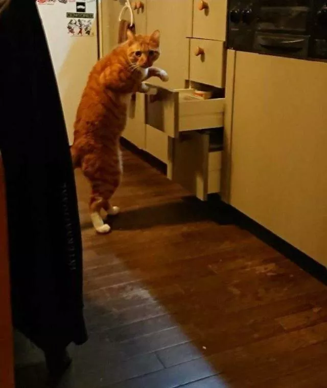 Picdump 478 - #68 