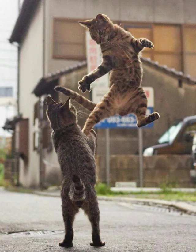 Picdump 480 - #54 