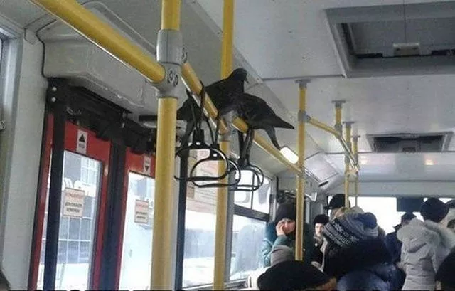 These things are normal in russia - #8 