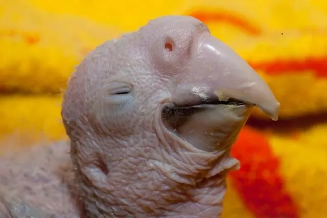 Phonology sequence of the parrot from birth - #10 