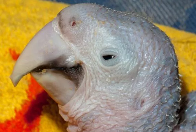 Phonology sequence of the parrot from birth - #11 