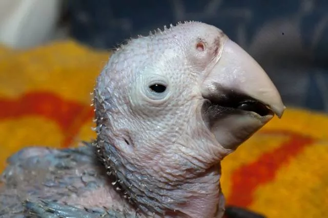 Phonology sequence of the parrot from birth - #12 