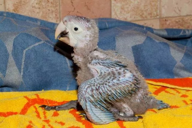 Phonology sequence of the parrot from birth - #13 