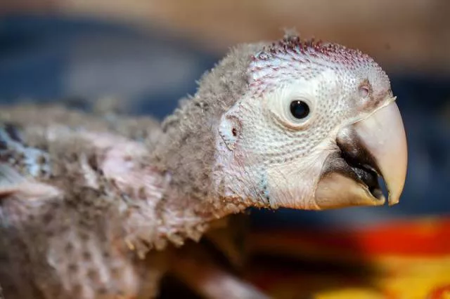 Phonology sequence of the parrot from birth - #14 