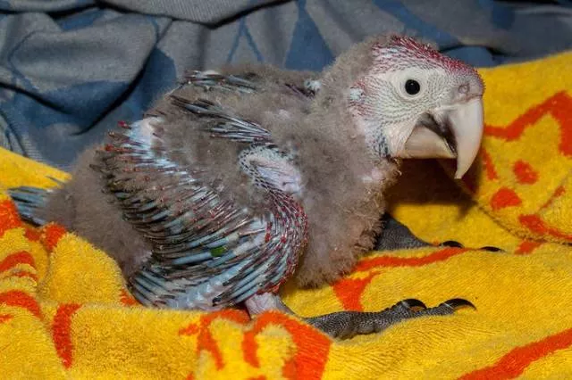 Phonology sequence of the parrot from birth - #15 