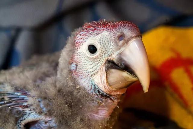 Phonology sequence of the parrot from birth - #16 