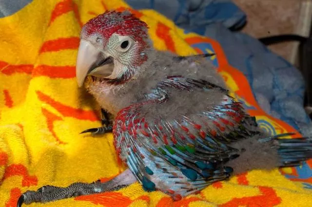 Phonology sequence of the parrot from birth - #18 