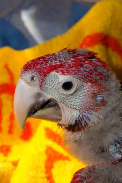Phonology sequence of the parrot from birth - #19 